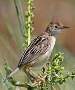 Zitting Cisticola