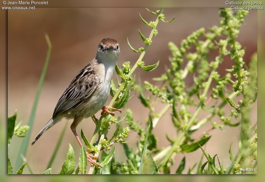 Zitting Cisticola