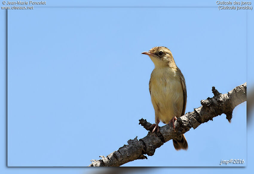 Zitting Cisticola