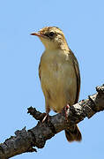 Zitting Cisticola