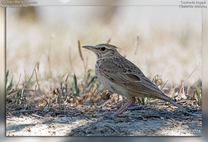 Crested Lark