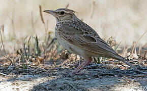 Crested Lark