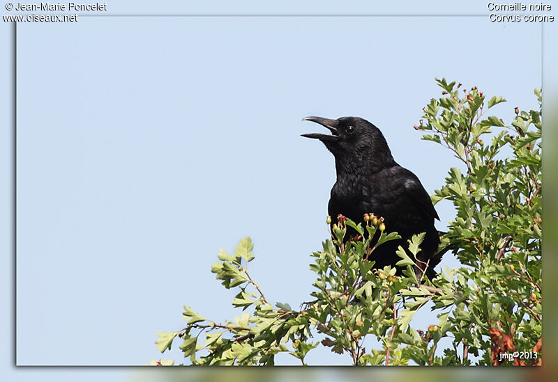 Carrion Crow