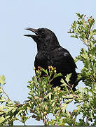 Carrion Crow