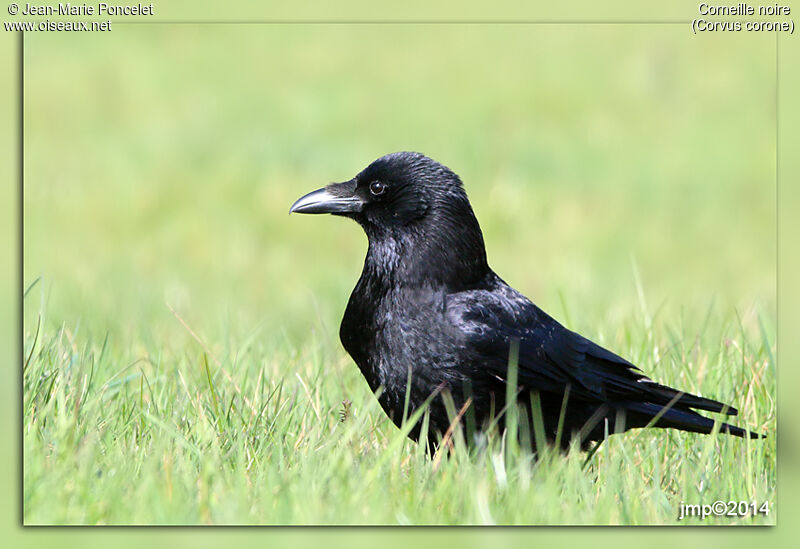 Carrion Crow