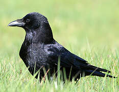 Carrion Crow