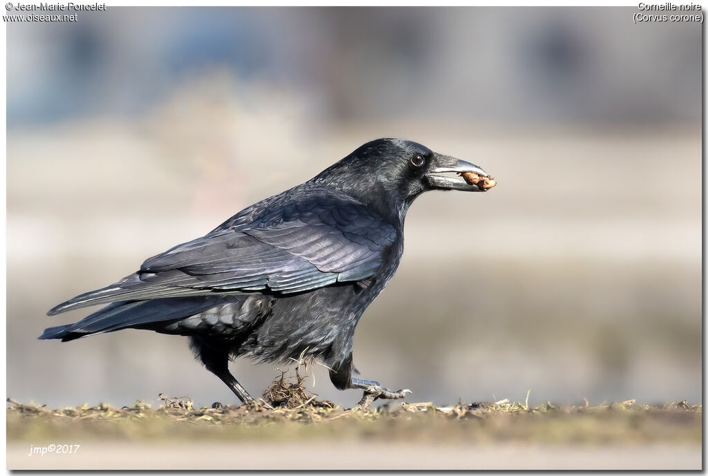 Carrion Crow