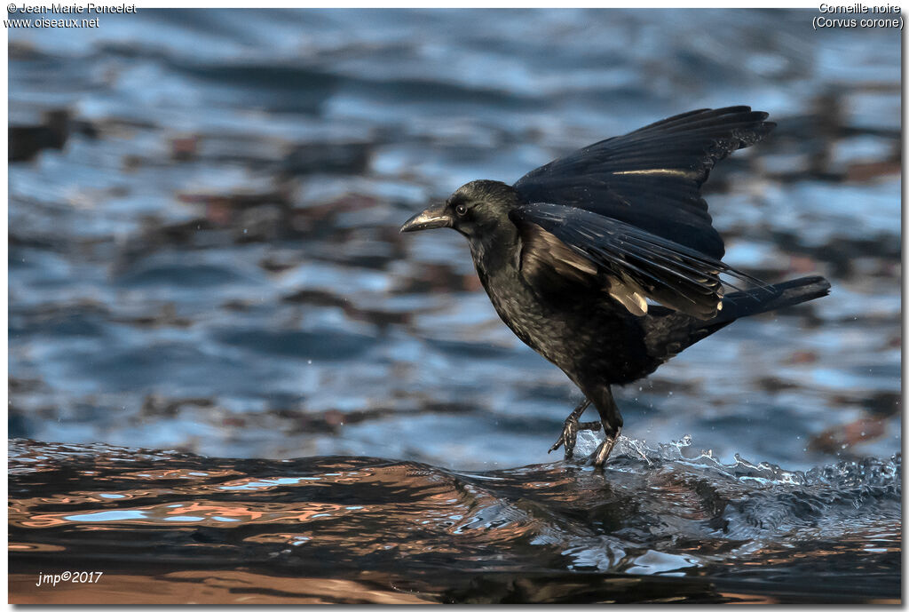 Carrion Crow