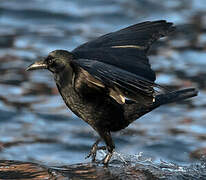 Carrion Crow