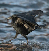 Carrion Crow