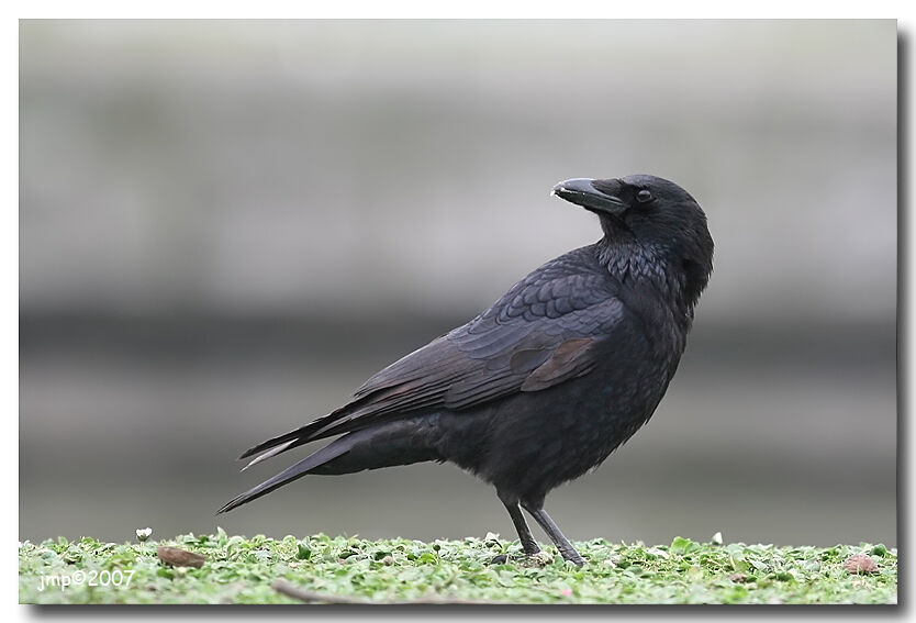 Carrion Crow