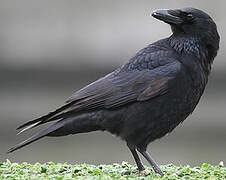 Carrion Crow