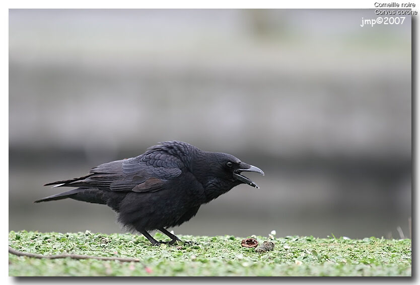 Carrion Crow