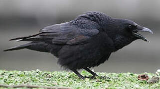 Carrion Crow