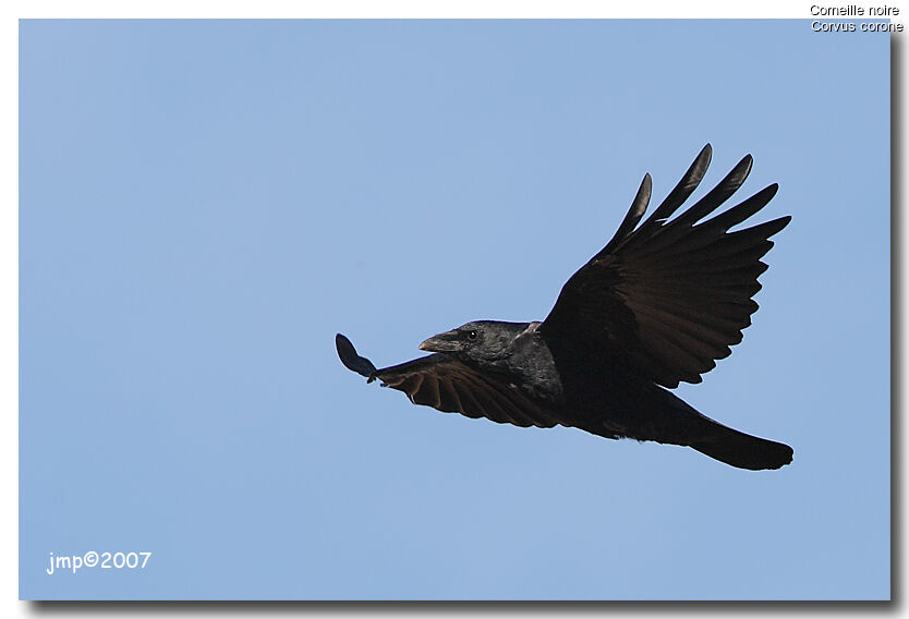 Carrion Crow