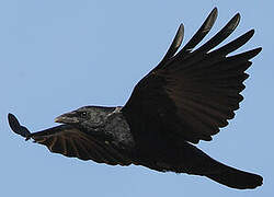 Carrion Crow