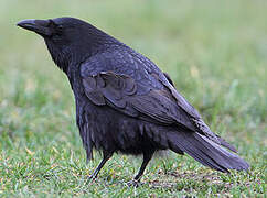 Carrion Crow