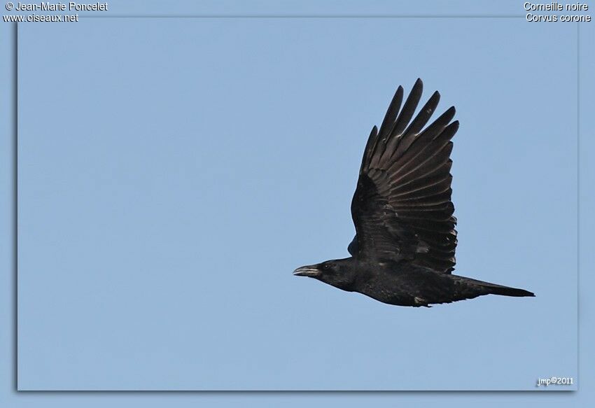 Carrion Crow