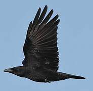 Carrion Crow