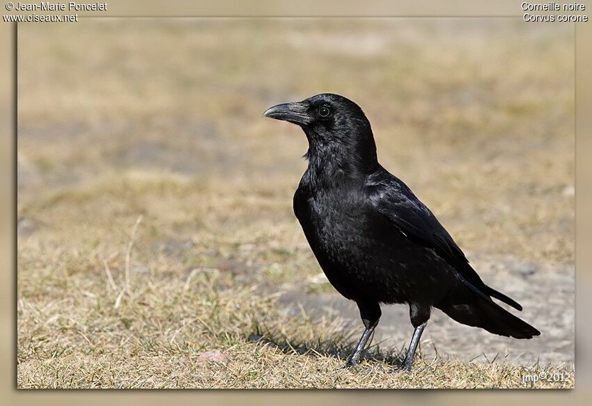 Corneille noire