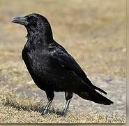 Carrion Crow