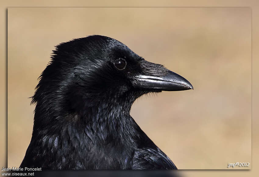 Carrion Crowadult, close-up portrait