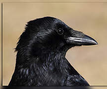 Carrion Crow