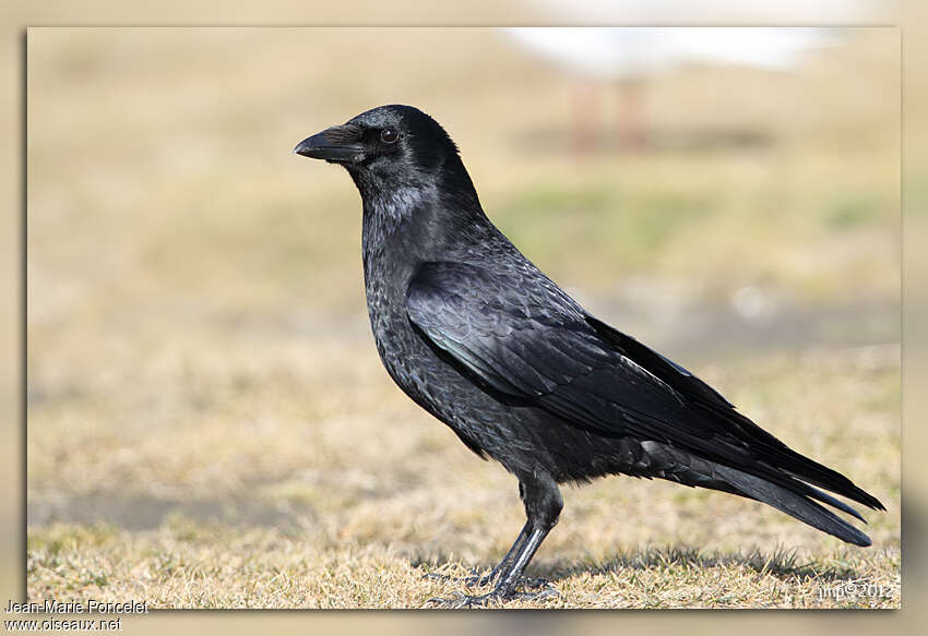 Quelle est la différence entre un corbeau et une corneille ?