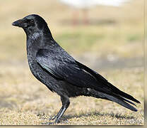 Carrion Crow