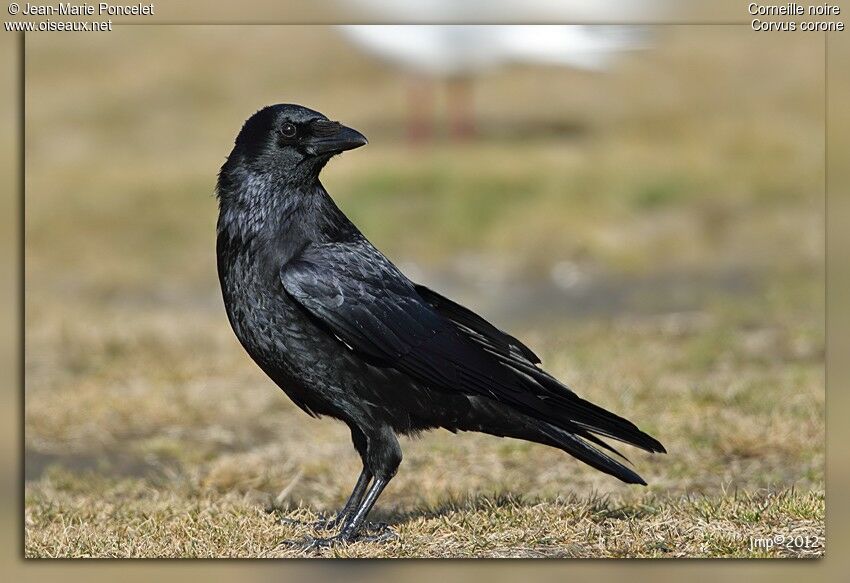 Carrion Crow