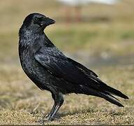 Carrion Crow