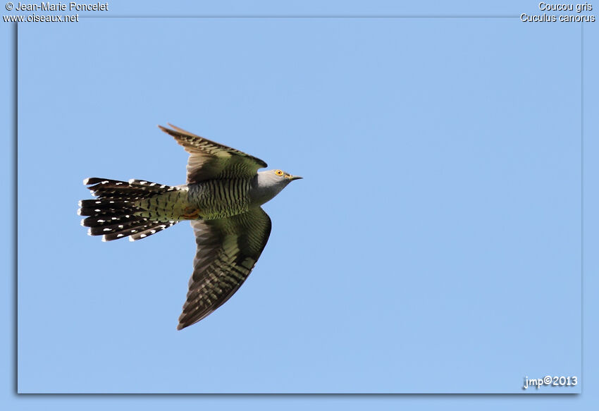 Common Cuckoo