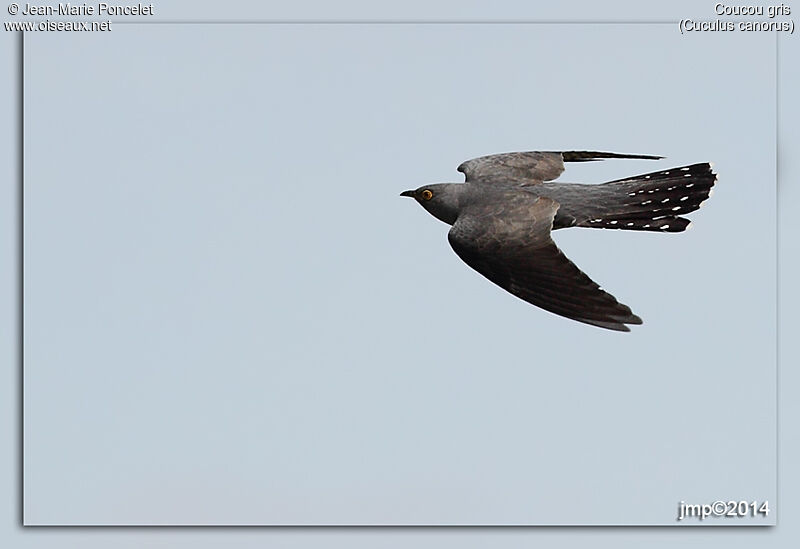 Common Cuckoo