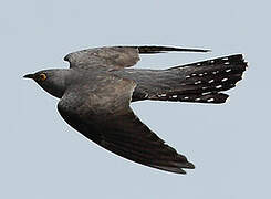 Common Cuckoo