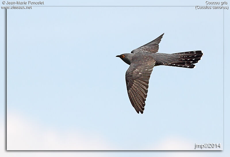 Common Cuckoo