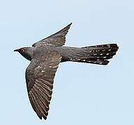 Common Cuckoo