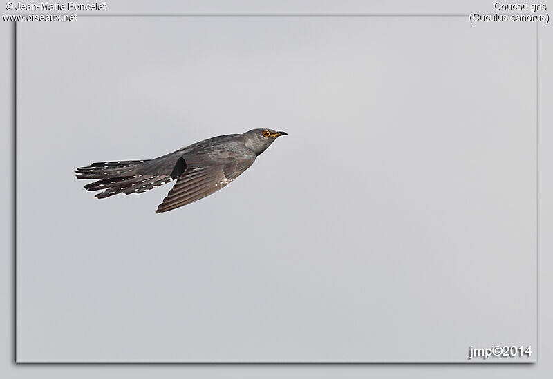 Common Cuckoo