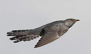 Common Cuckoo