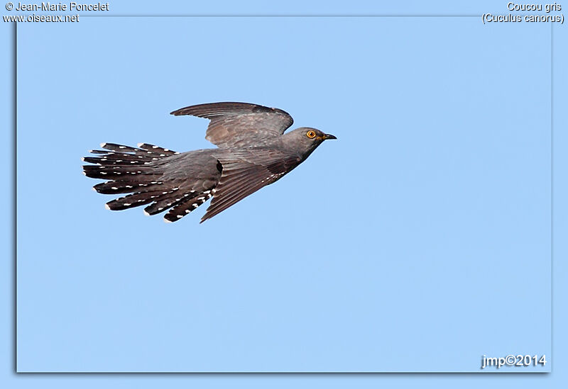 Common Cuckoo