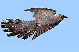 Common Cuckoo