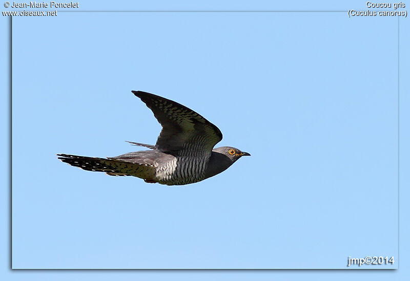 Common Cuckoo