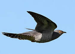 Common Cuckoo