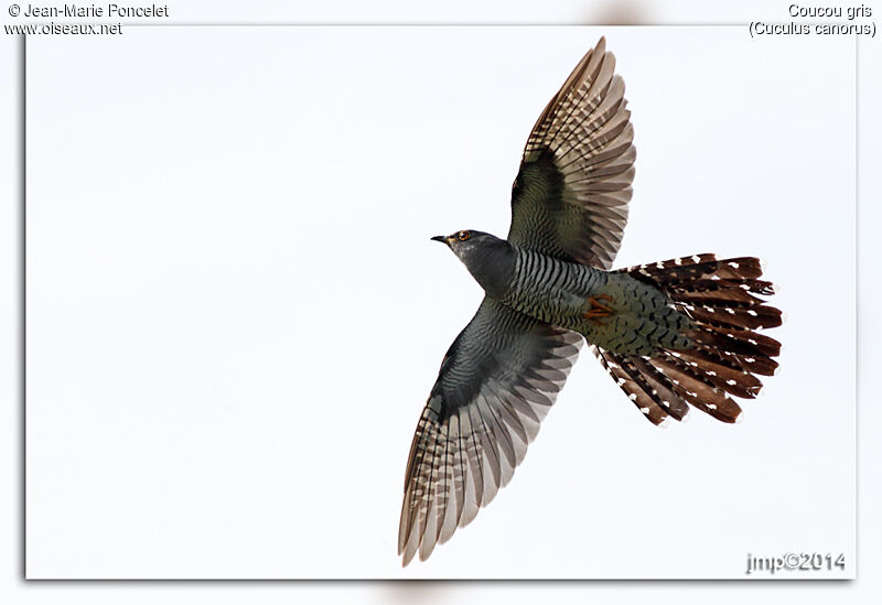 Common Cuckoo