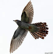 Common Cuckoo