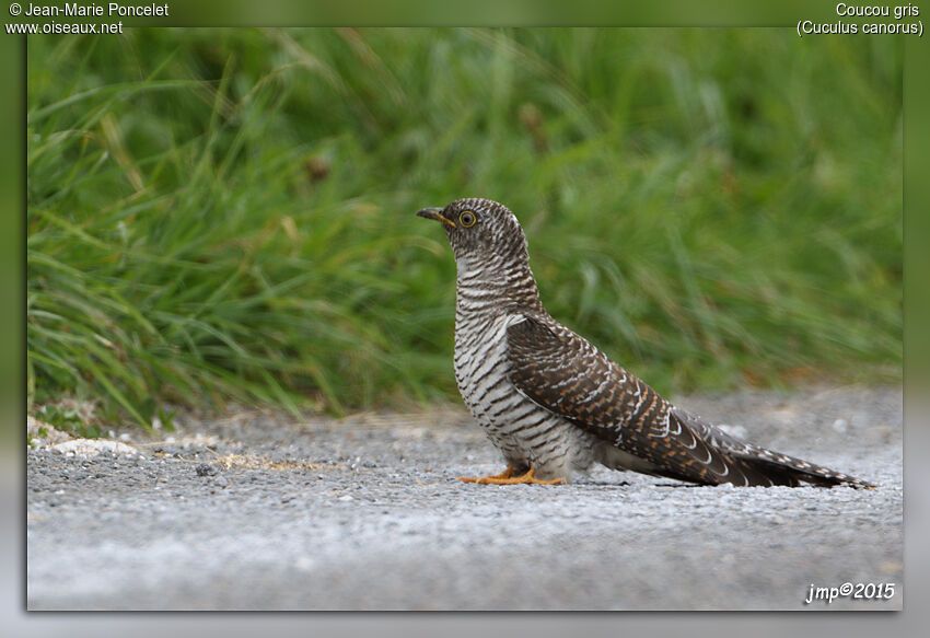 Common Cuckoo