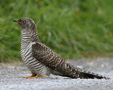 Common Cuckoo