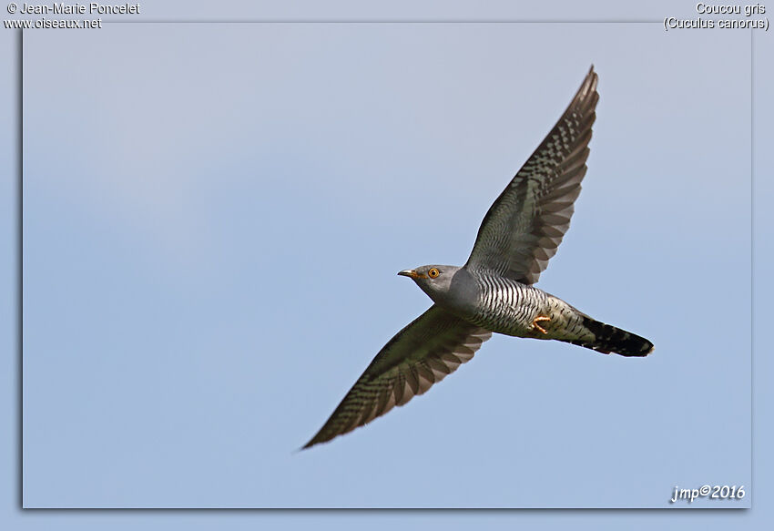 Common Cuckoo