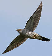 Common Cuckoo