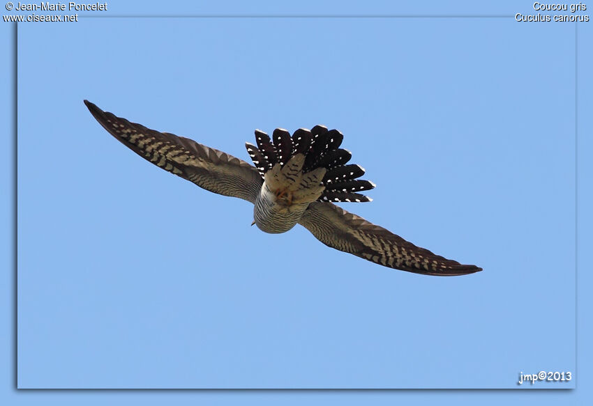 Common Cuckoo