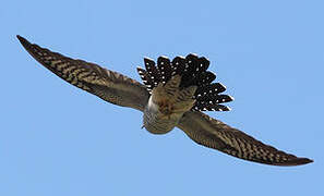 Common Cuckoo